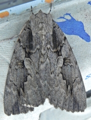 Catocala amatrix