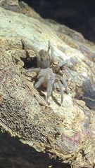 Theraphosidae