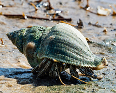 Clibanarius vittatus