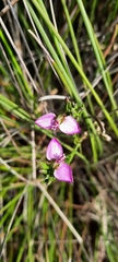 Polygala recognita
