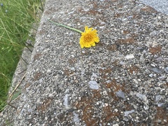 Taraxacum officinale