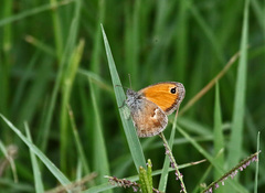 Coenonympha pamphilus