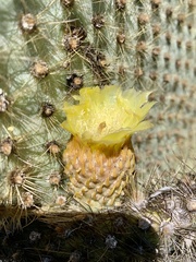 Opuntia galapageia
