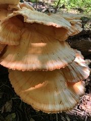 Laetiporus