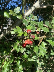 Crataegus laevigata