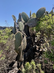 Opuntia galapageia