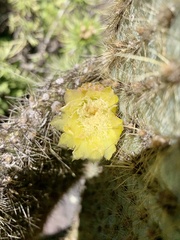 Opuntia galapageia