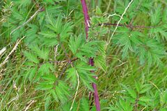 Rubus laciniatus