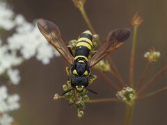 Tenthredo marginella