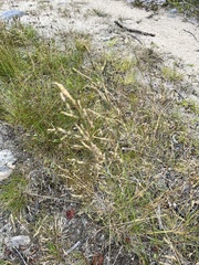 Deschampsia cespitosa