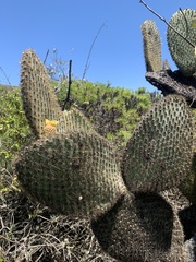 Opuntia galapageia