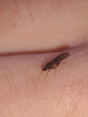 Aphaenogaster fulva