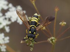 Tenthredo marginella