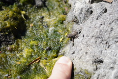 Sclerophrys gutturalis