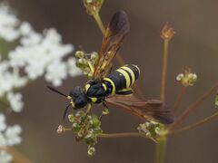 Tenthredo marginella