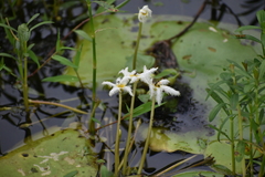Nymphoides indica