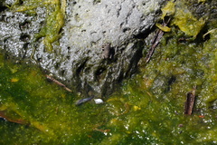 Sclerophrys gutturalis