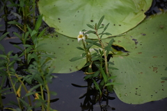 Nymphoides indica