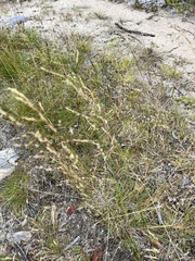 Deschampsia cespitosa