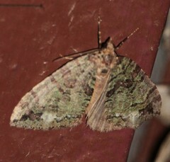 Hydriomena furcata