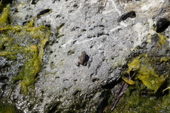 Sclerophrys gutturalis