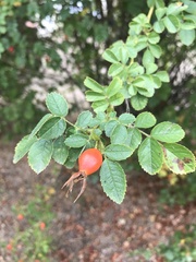 Rosa rubiginosa