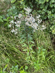 Doellingeria umbellata