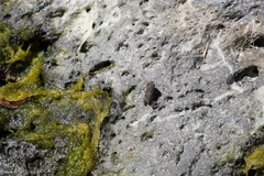Sclerophrys gutturalis