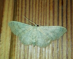Idaea straminata