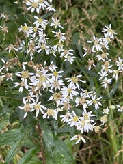 Doellingeria umbellata