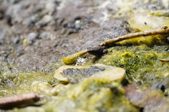 Sclerophrys gutturalis