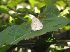 Ministrymon megacles