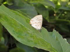 Ministrymon megacles