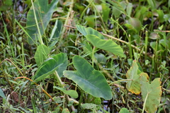 Colocasia