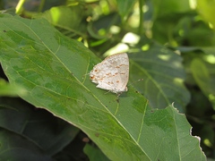 Ministrymon megacles