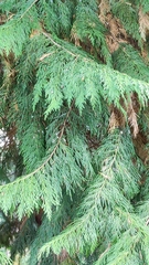 Thuja plicata