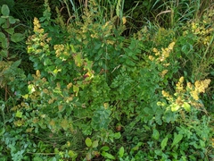 Spiraea alba