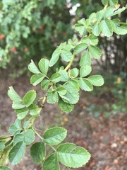 Rosa rubiginosa