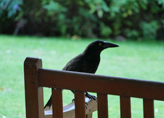 Strepera versicolor arguta
