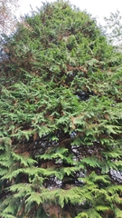 Thuja plicata
