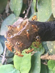 Tetragonisca fiebrigi