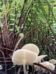 Lactocollybia