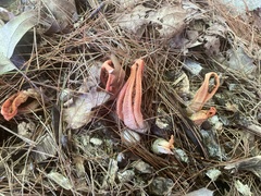 Pseudocolus fusiformis
