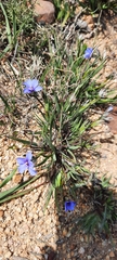 Aristea africana