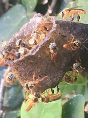 Tetragonisca fiebrigi