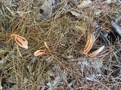 Pseudocolus fusiformis