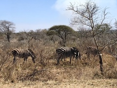 Equus quagga chapmani