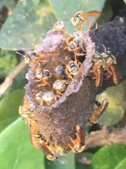 Tetragonisca fiebrigi