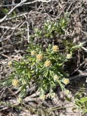 Helichrysum revolutum