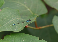 Ischnura elegans